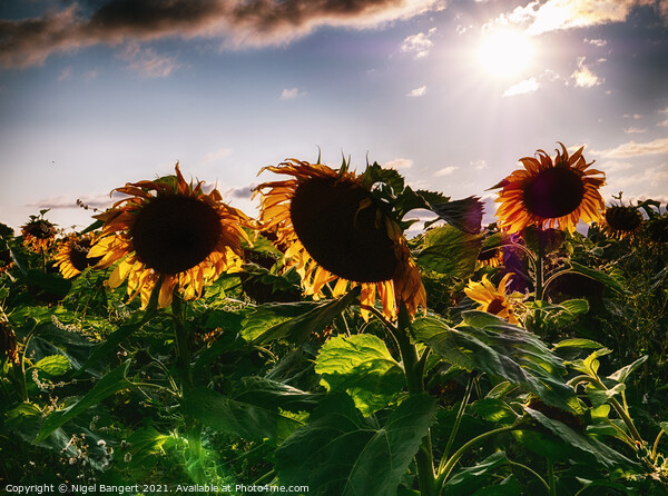 Sunflower Sunset Picture Board by Nigel Bangert