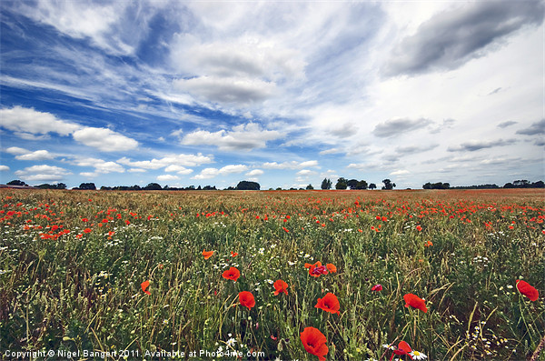 Poppy Field Picture Board by Nigel Bangert
