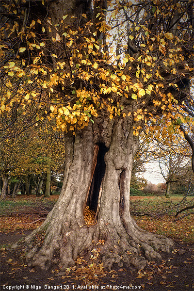 Hollow Tree Picture Board by Nigel Bangert