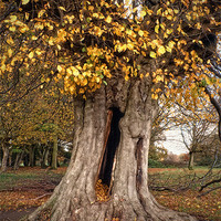 Buy canvas prints of Hollow Tree by Nigel Bangert