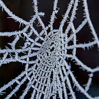 Buy canvas prints of Frozen Web by Nigel Bangert