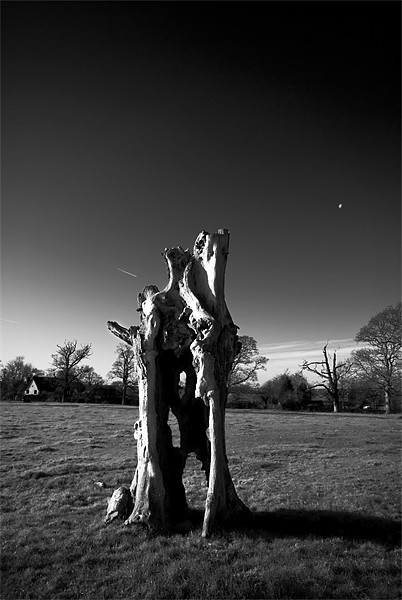 Old Tree Stump Picture Board by Nigel Bangert