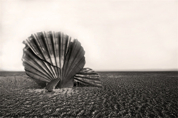 Shell Sculpture Picture Board by Nigel Bangert