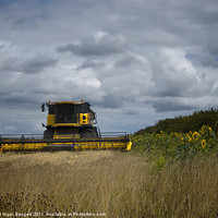 Buy canvas prints of Combine and Sunflowers by Nigel Bangert