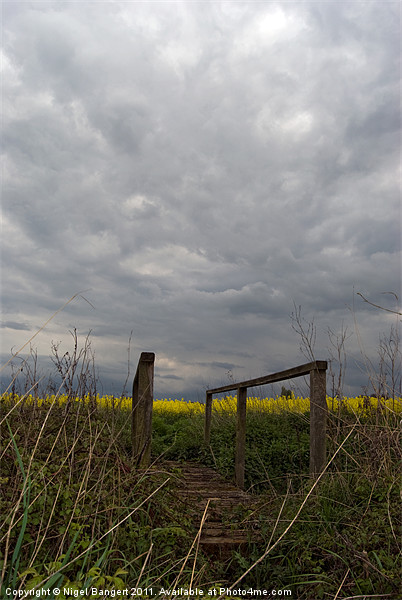 Rapeseed Path Picture Board by Nigel Bangert
