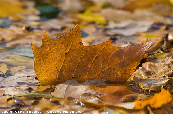 Autumn Leaf Floating Picture Board by Nigel Bangert