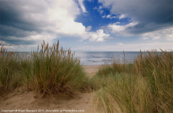 Sea Through Tall Grass Picture Board by Nigel Bangert