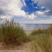 Buy canvas prints of Sea Through Tall Grass by Nigel Bangert