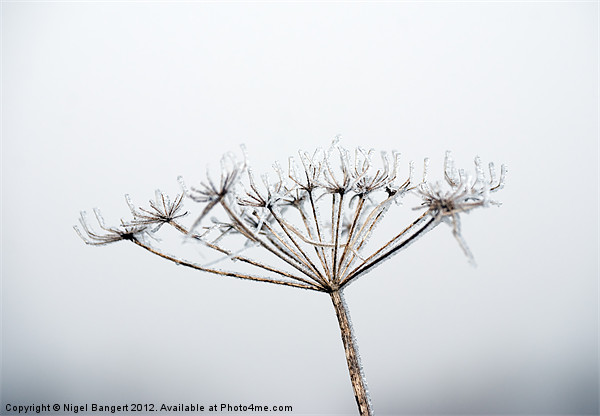 Frozen Plant Picture Board by Nigel Bangert