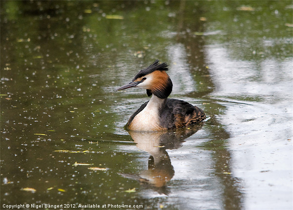 Great Crested Grebe Picture Board by Nigel Bangert