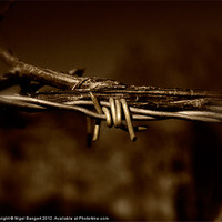 Buy canvas prints of Barbed Wire by Nigel Bangert