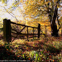 Buy canvas prints of Autumn Gate by Nigel Bangert