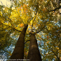 Buy canvas prints of Canopy of Leaves by Nigel Bangert