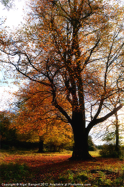 Autumn Picture Board by Nigel Bangert