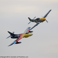 Buy canvas prints of Ferocious Frankie and Miss Demeanour by Nigel Bangert