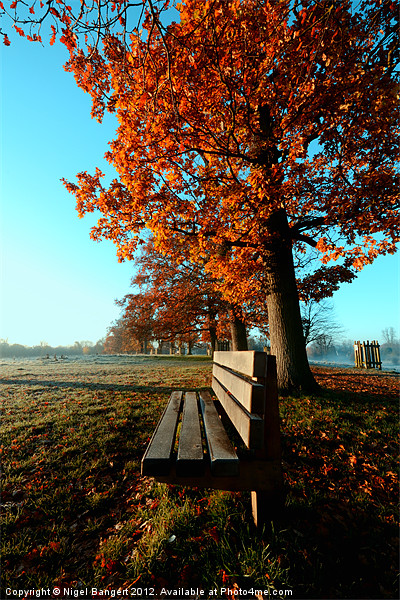 Autumn Seat Picture Board by Nigel Bangert