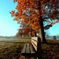 Buy canvas prints of Autumn Seat by Nigel Bangert