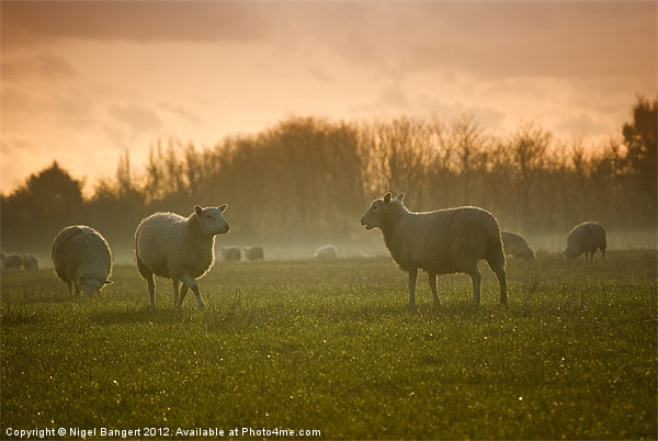 Sheep in Mist Picture Board by Nigel Bangert
