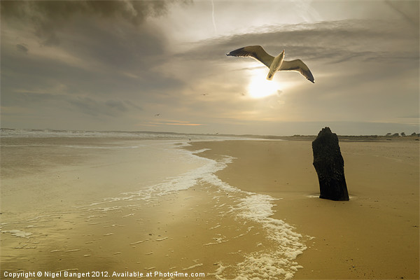 Walberswick Beach Picture Board by Nigel Bangert