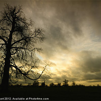 Buy canvas prints of Sunset Tree by Nigel Bangert