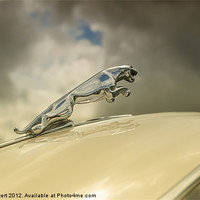 Buy canvas prints of Jaguar by Nigel Bangert