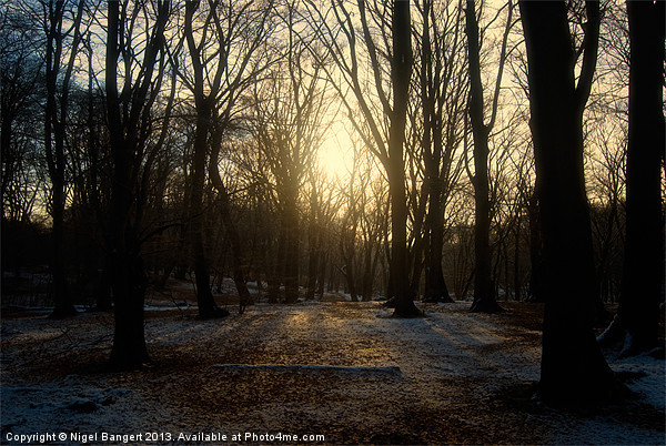 Winter Forest Picture Board by Nigel Bangert