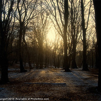 Buy canvas prints of Winter Forest by Nigel Bangert
