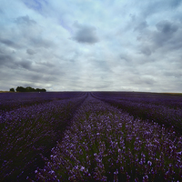 Buy canvas prints of Field of Lavender by Nigel Bangert