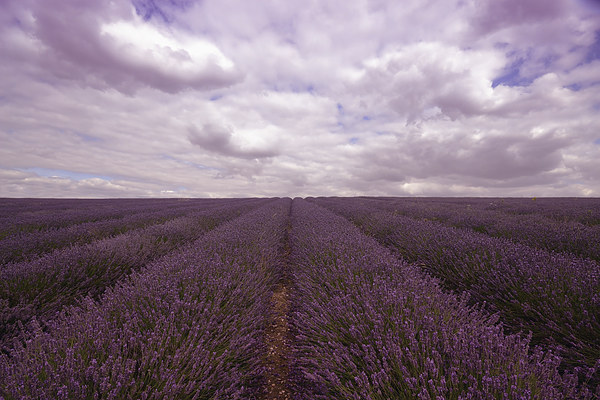 Lavender Field Picture Board by Nigel Bangert