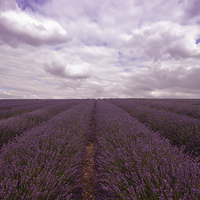 Buy canvas prints of Lavender Field by Nigel Bangert