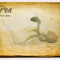 Buy canvas prints of Pea by Nigel Bangert
