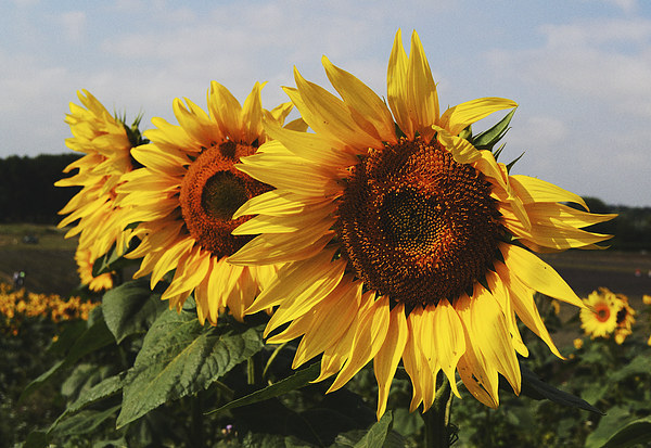 Sunflowers Picture Board by Nigel Bangert