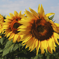 Buy canvas prints of Sunflowers by Nigel Bangert
