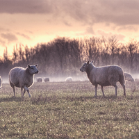 Buy canvas prints of Sheep in Mist by Nigel Bangert