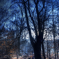 Buy canvas prints of Epping Forest in Winter by Nigel Bangert