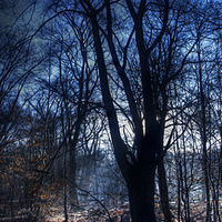 Buy canvas prints of Epping Forest in Winter Oil Effect by Nigel Bangert