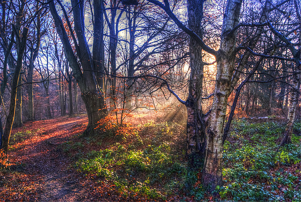 Autumn in Epping Forest Picture Board by Nigel Bangert
