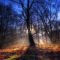 Buy canvas prints of Autumn in Epping Forest by Nigel Bangert