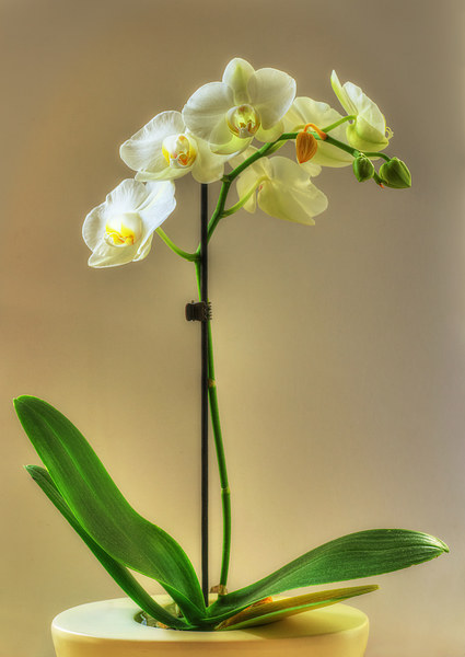 Orchid Picture Board by Nigel Bangert