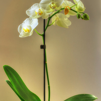 Buy canvas prints of Orchid by Nigel Bangert
