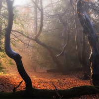 Buy canvas prints of Autumn in Epping Forest by Nigel Bangert