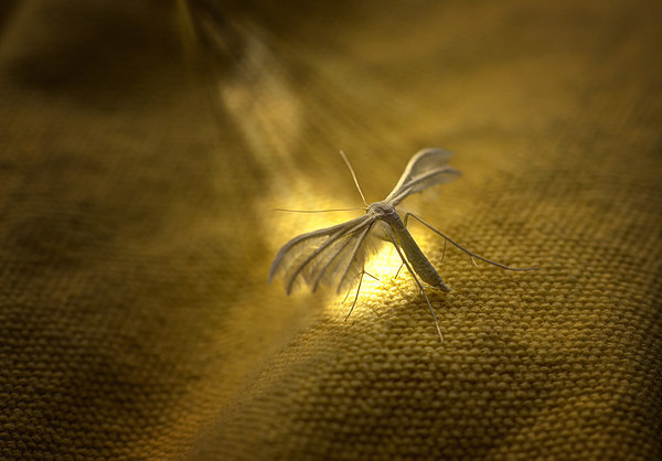 White Plume Moth Picture Board by Nigel Bangert