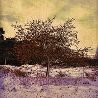 Buy canvas prints of Winter Berries by Nigel Bangert