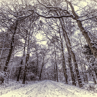 Buy canvas prints of Winter Forest Path by Nigel Bangert