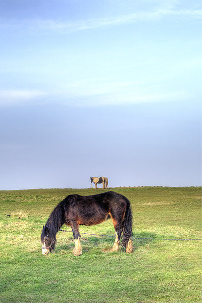 Ponies on Harlow Common Picture Board by Nigel Bangert