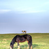 Buy canvas prints of Ponies on Harlow Common by Nigel Bangert