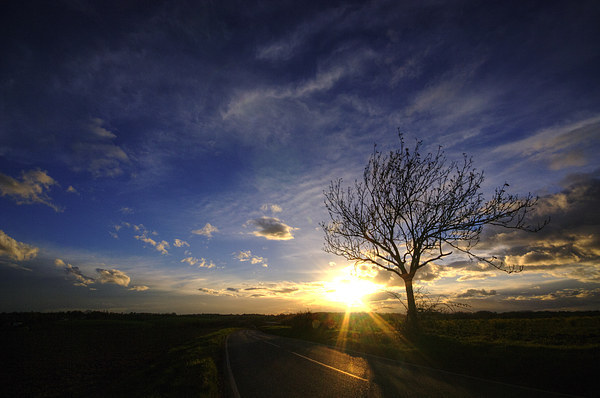 Sunset Tree Picture Board by Nigel Bangert