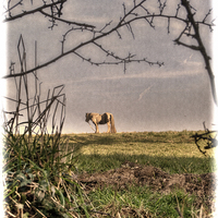 Buy canvas prints of Harlow Common Pony by Nigel Bangert