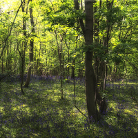 Buy canvas prints of Bluebell Wood by Nigel Bangert
