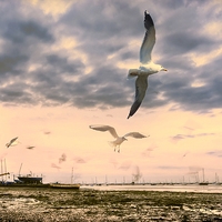 Buy canvas prints of  Seagulls Dance at Sunset by Nigel Bangert